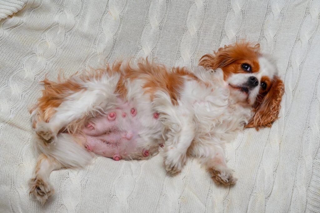 Caring for Pregnant Dogs and Cats_ Preparation, Monitoring, and Labor Readiness